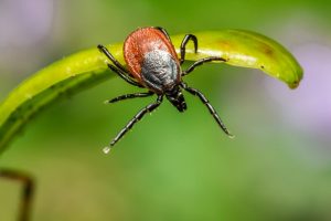 Technology used to detect COVID-19 brings hope for Lyme disease too
