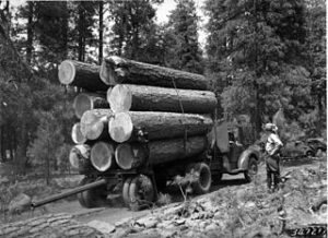 A history of deforestation: The birth of the logging industry