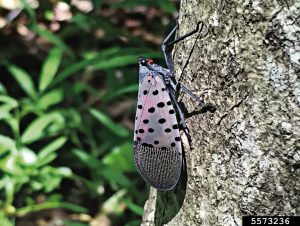 Spotted lanternflies soon to return to the Northside