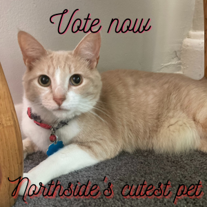 Vote for The Northside Chronicle’s Cutest Pet Photo Contest